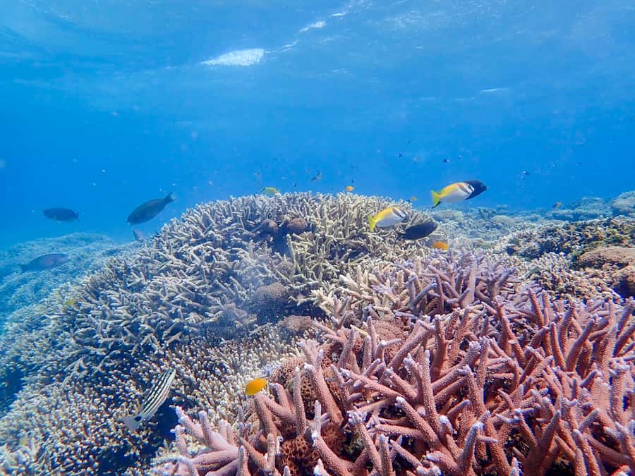 Iriomote Mangrove SUP and Snorkeling at Coral island - Paddling through the mangroves for 90 minutes