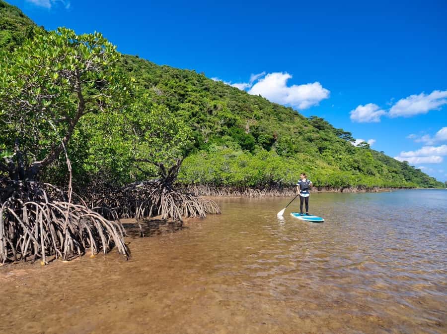 Iriomote Mangrove SUP and Snorkeling at Coral island - Safety rules and practical preparation