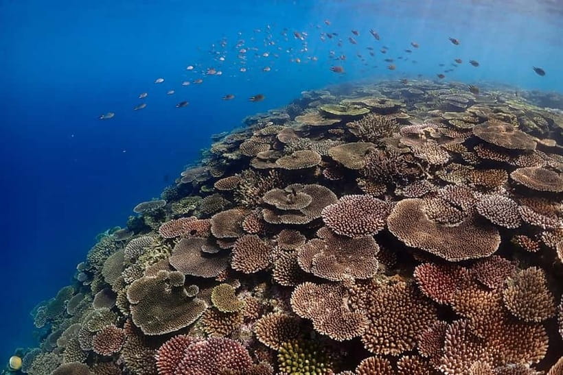 Ishigaki Island: Blue Cave Exploration & Snorkeling Tour - Ninety minutes among fish and coral