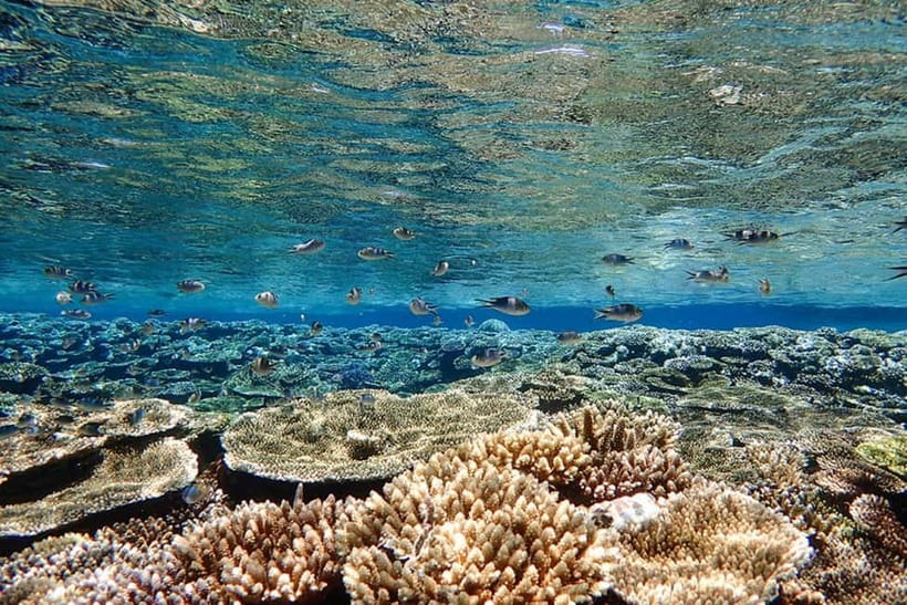 Ishigaki Island: Blue Cave Exploration & Snorkeling Tour - Guides, language, and the personal touch