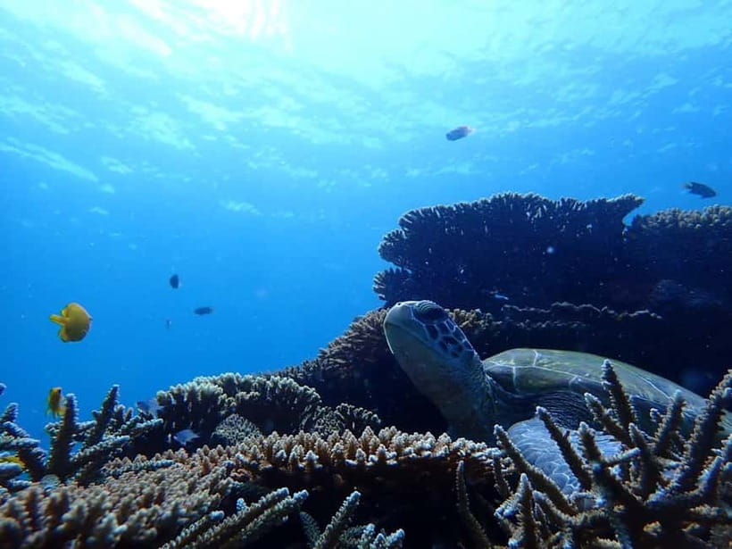 Ishigaki Island: Blue Cave Exploration & Snorkeling Tour - Who should book this Ishigaki snorkeling tour?