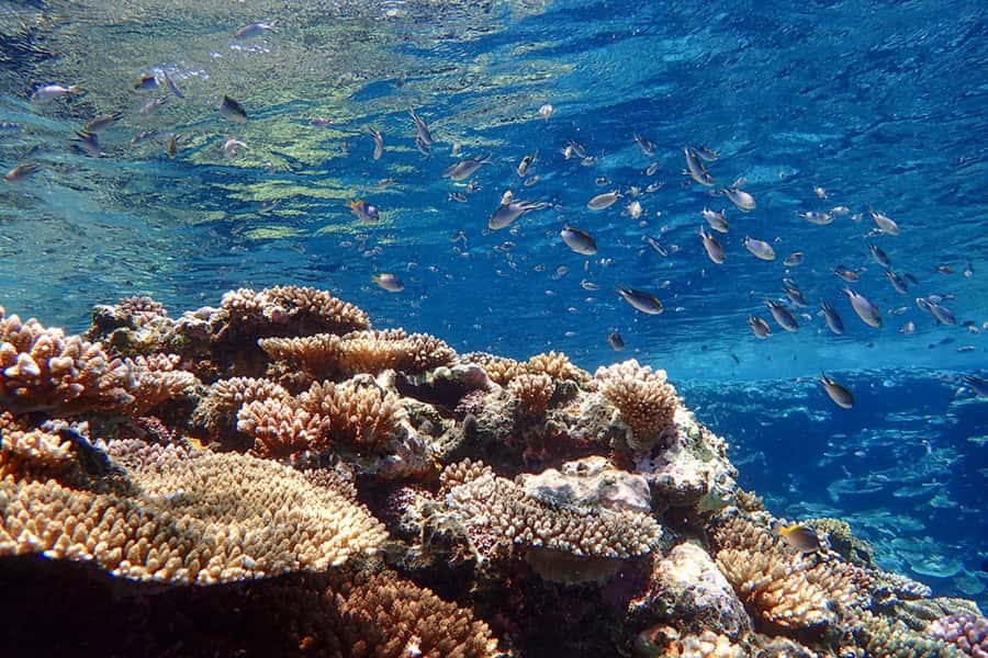 Ishigaki Island: SUP or Canoeing and Snorkeling at Blue Cave - Who will enjoy this Ishigaki outing?