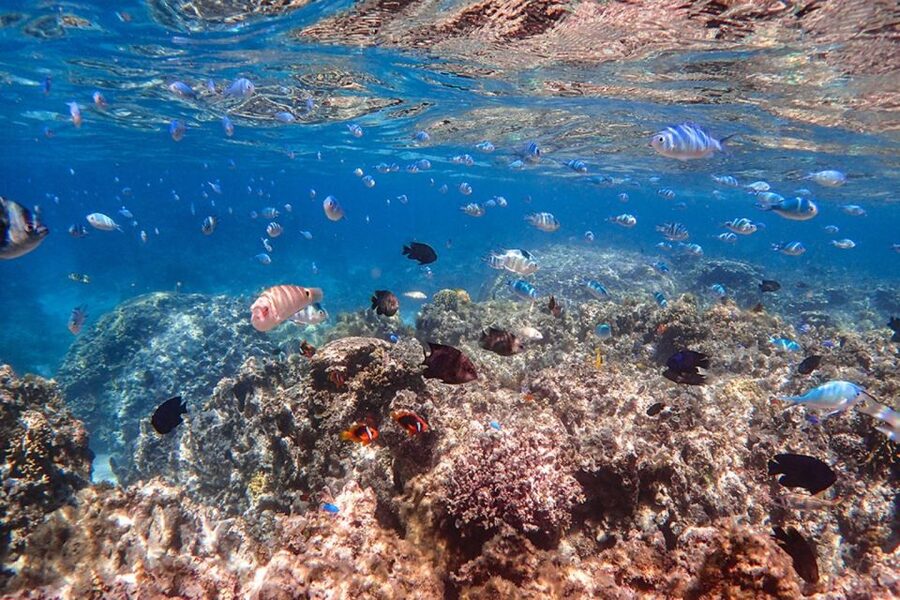 Ishigaki: Phantom Island Snorkeling and Taketomi Sightseeing - Who gets the most from the $69 price