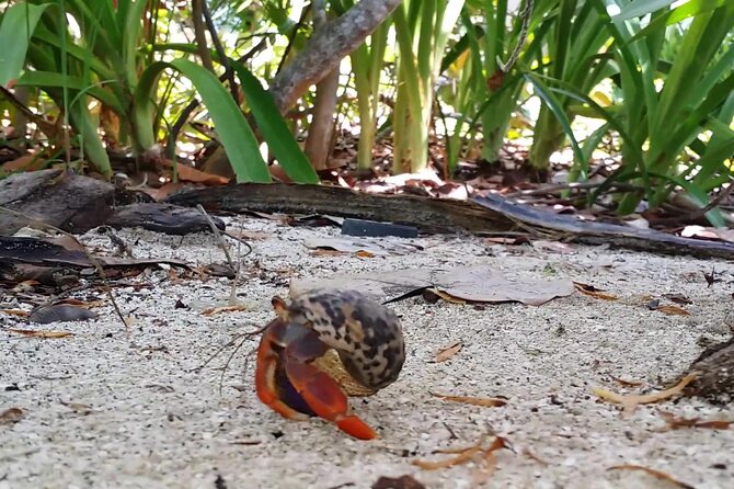 Isla Contoy and Isla Mujeres Tour with Snorkeling from Cancun - Who will enjoy this day most