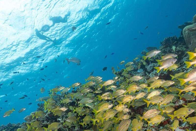 Isla Mujeres: Snorkel Tour at Musa and Manchones Reef - Two underwater stops in one four-hour outing