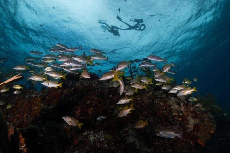 Isla Mujeres: Snorkel Tour at Musa and Manchones Reef - Manchones Reef: the wildlife half of the tour