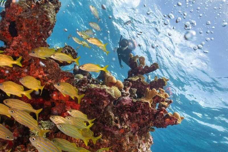 Isla Mujeres: Snorkel Tour at Musa and Manchones Reef - Practical ways to get more from the trip