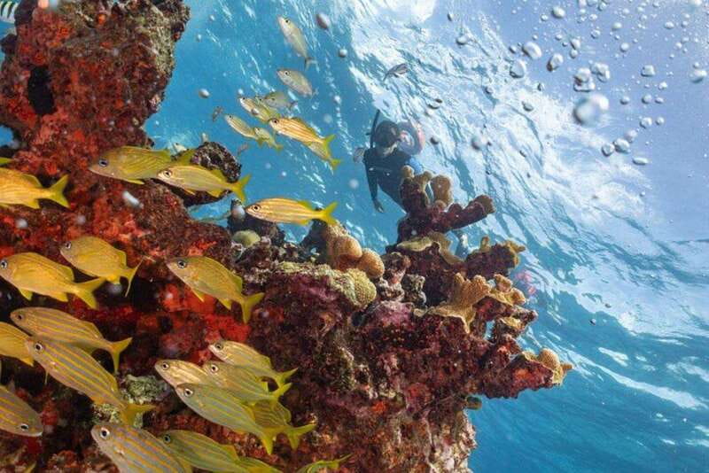 Isla Mujeres: Snorkel Tour at Musa and Manchones Reef - Musa Underwater Museum: art at a depth of 8.5 meters