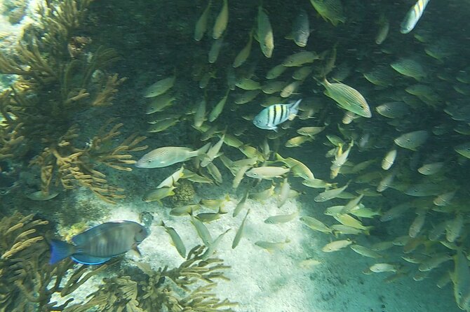 Isla Mujeres Snorkeling Adventure at the Underwater Museum - Stop two: MUSA statues and a submerged Volkswagen