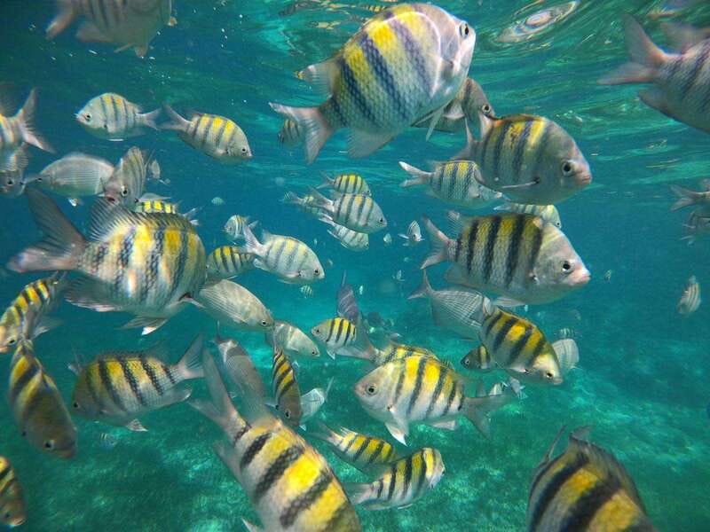 Isla Mujeres: Snorkeling Adventure at the Underwater Museum - The guides and crew shape the experience