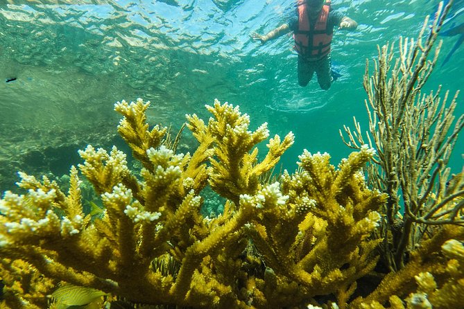 Isla Mujeres Snorkeling Tour Adventure - Manchones and the underwater reserve