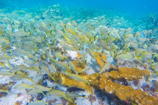 Isla Mujeres Snorkeling Tour Adventure - What $58.74 really gets you