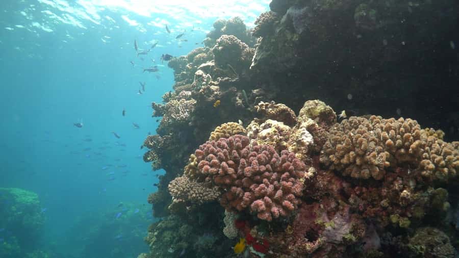 Jeddah: Bayada Leisure Boat Trip with Snorkeling - Snacks, drinks, and what to pack