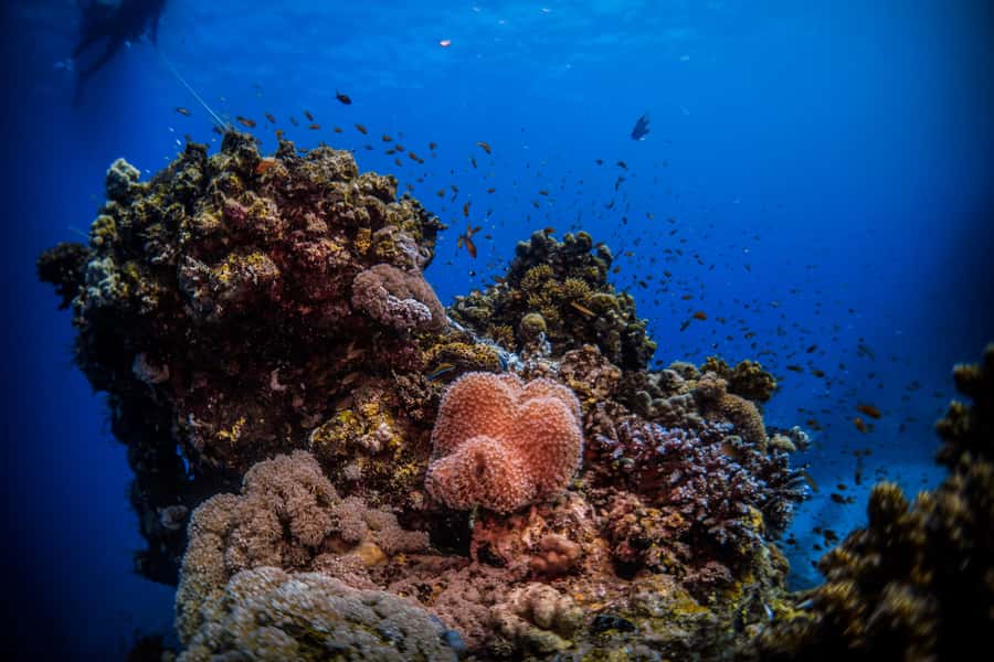 Jeddah: Guided Snorkeling Trip with Snacks and Drinks - Should you book the Jeddah snorkeling trip?