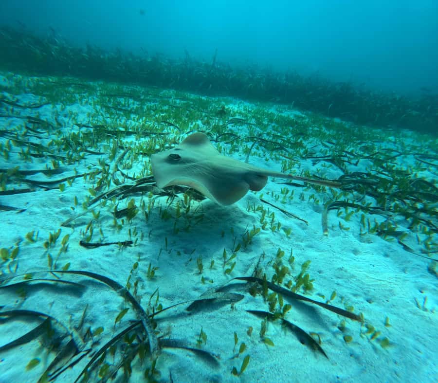 Jervis Bay: Guided Snorkelling Tour with expert guide - Key points at a glance