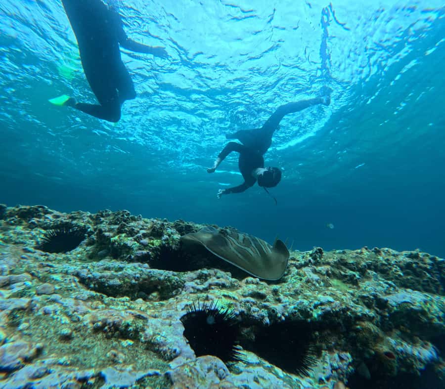 Jervis Bay: Guided Snorkelling Tour with expert guide - Why this Jervis Bay snorkelling tour works