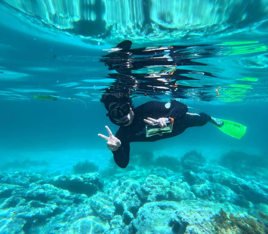 Jervis Bay: Guided Snorkelling Tour with expert guide - What you may see beneath the surface