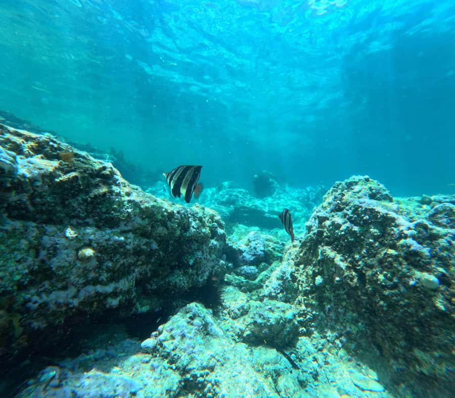 Jervis Bay: Guided Snorkelling Tour with expert guide - The post-snorkel picnic is part of the value