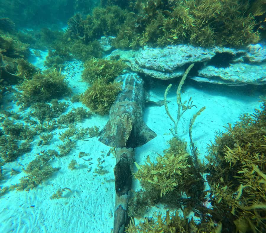 Jervis Bay: Guided Snorkelling Tour with expert guide - Is $81 a fair price?
