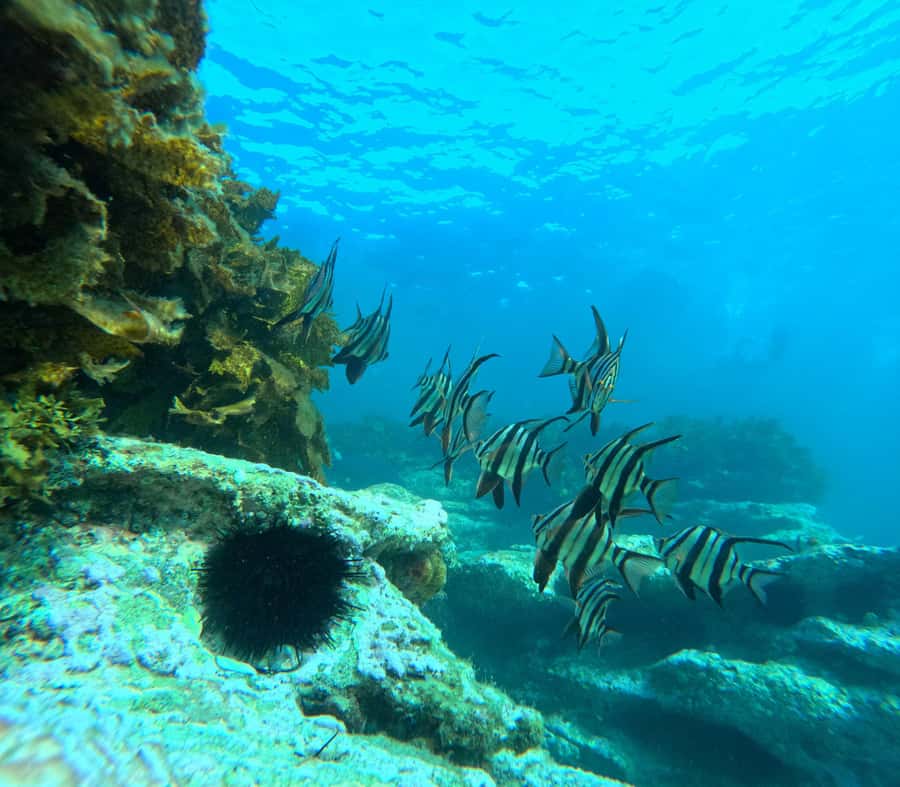 Jervis Bay: Guided Snorkelling Tour with expert guide - Meeting Scott at Murray’s Beach