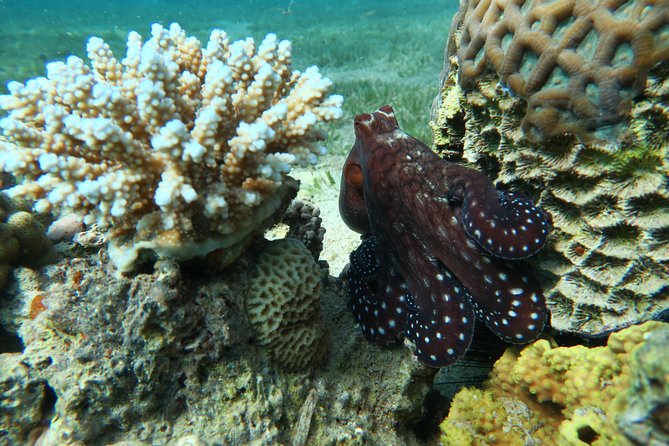 Journey of Diving or Snorkelling from a Boat - What first-time scuba participants can expect