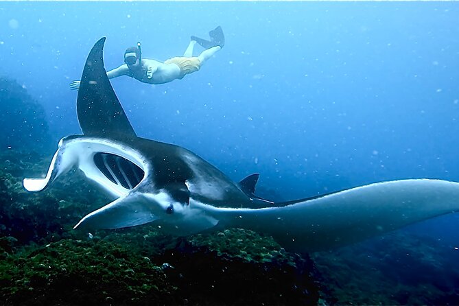Julian Rocks: Premier Snorkeling Tour Byron Bay - Leaving Brunswick Heads on Into The Blue