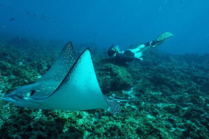 Julian Rocks: Premier Snorkeling Tour Byron Bay - Entering the Water at Nguthungulli