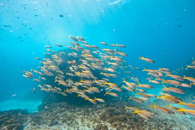 Julian Rocks: Premier Snorkeling Tour Byron Bay - Wildlife You Might See Beneath the Surface