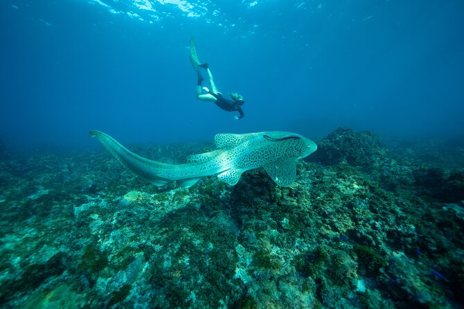 Julian Rocks: Premier Snorkeling Tour Byron Bay - Who Will Enjoy This Tour Most