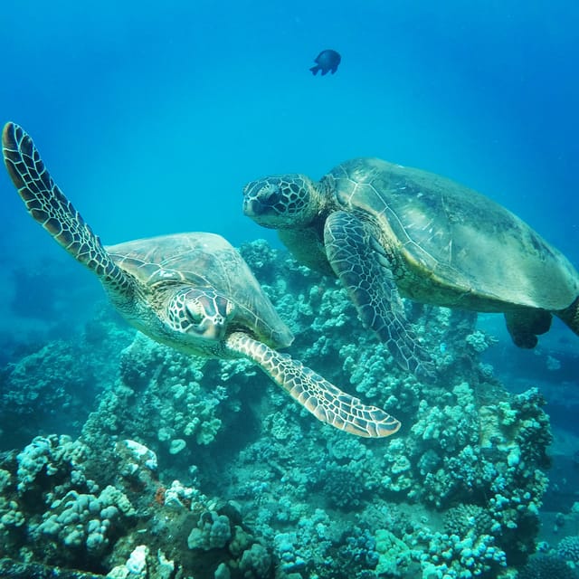 Ka'anapali Beach: Coral Reef Snorkel and Turtle Spotting - Who should book this Kaanapali snorkeling trip?