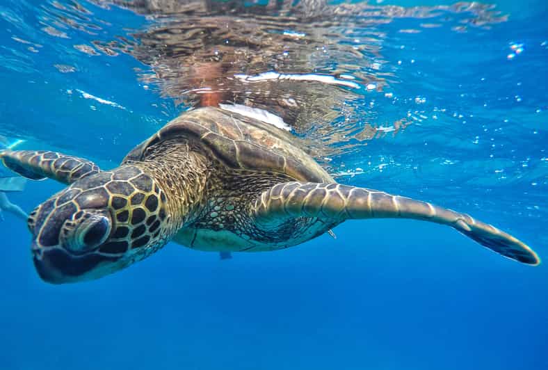 Ka'anapali Beach: Coral Reef Snorkel and Turtle Spotting - Boarding a catamaran from the sand