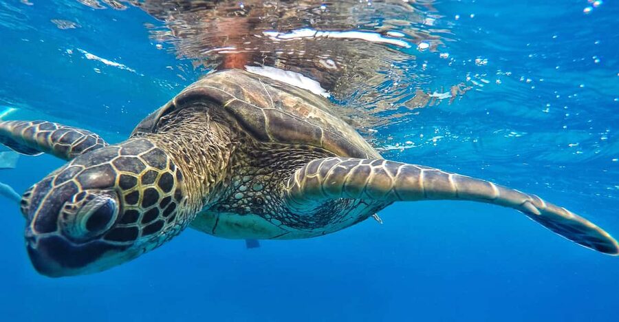 Ka'anapali Beach: Coral Reef Snorkel and Turtle Spotting - A good introduction for children and beginners