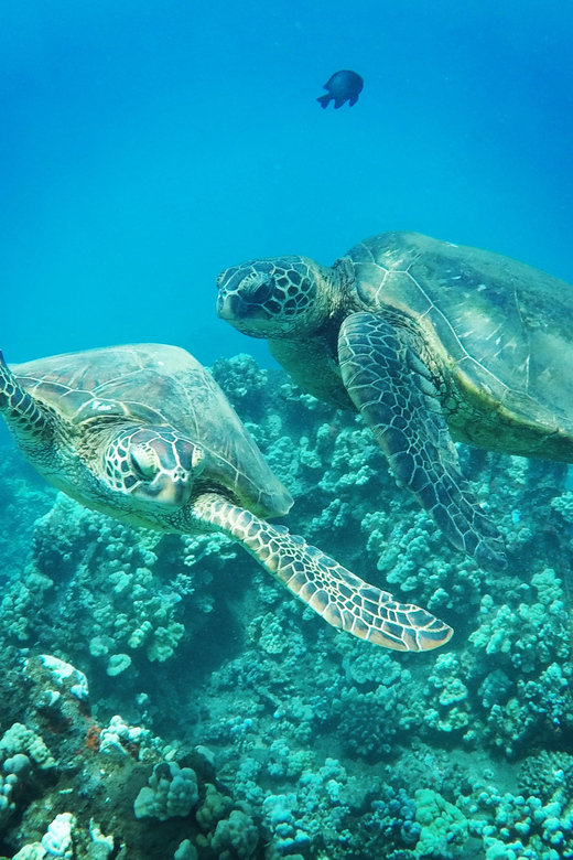 Ka'anapali Beach: Coral Reef Snorkel and Turtle Spotting - Meeting at Whaler’s Village