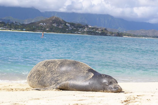 Kailua Bay, Oahu: Epic Kayak and Snorkel to Islands - How much value do you get for $114.58?