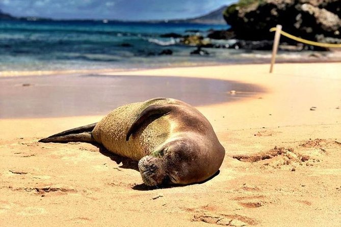 Kailua Bay, Oahu: Epic Kayak and Snorkel to Islands - The kayak haul: the part people underestimate