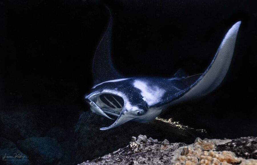 Kailua Kona: Manta Ray Night Snorkel Tour with Guide - Key points to know before you book