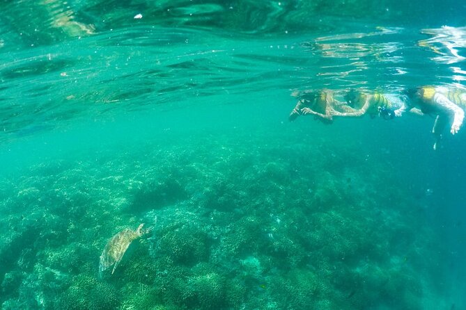 Kaneohe Sandbar Snorkeling Tour - 2nd Tour - Snorkeling with turtles and reef fish