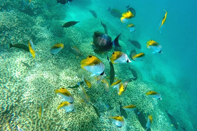 Kaneohe Sandbar Snorkeling Tour - 2nd Tour - Paddle boards, floats, and time to relax
