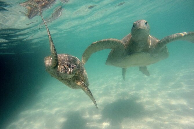 Kaneohe Sandbar Snorkeling Tour - 2nd Tour - Who will enjoy this tour most?