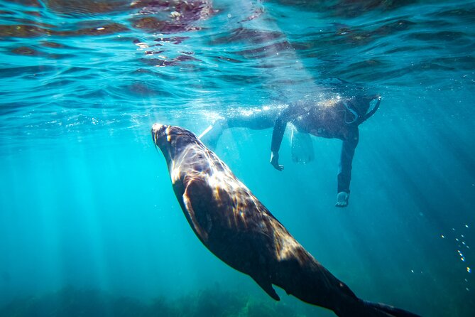 Kangaroo Island - Swim with Dolphins/Seals/Coastal Snorkel - Starting at Howard Drive in Penneshaw