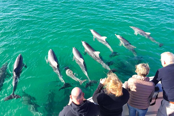Kangaroo Island - Swim with Dolphins/Seals/Coastal Snorkel - Searching for dolphins in open water
