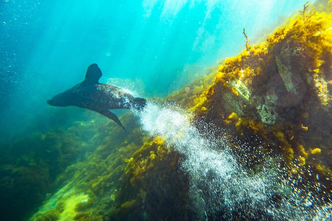 Kangaroo Island - Swim with Dolphins/Seals/Coastal Snorkel - How cold is 14 to 15 degree water?