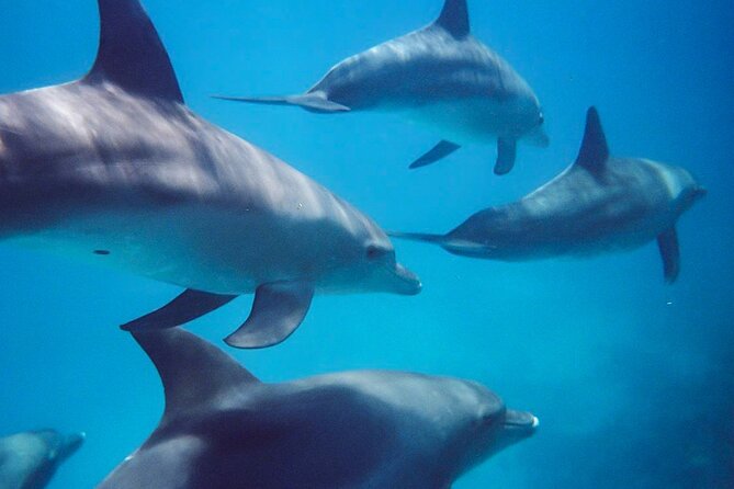 Kangaroo Island - Swim with Dolphins/Seals/Coastal Snorkel - Christmas Cove and the 28-seat safari boat