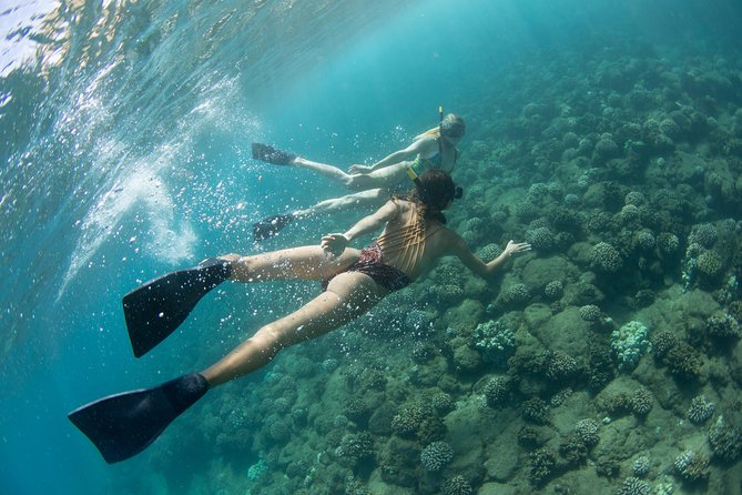 Kauai’s Na Pali Coast Snorkel and Sail Tour - Wildlife Watching: Dolphins, Turtles, and Winter Whales