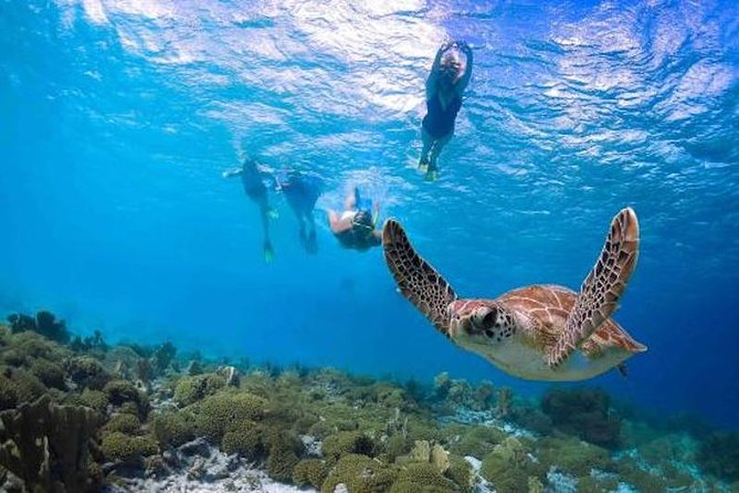 Kauai’s Ultimate Guided Shore Snorkel in South Poipu - What this South Poipu snorkel is really like