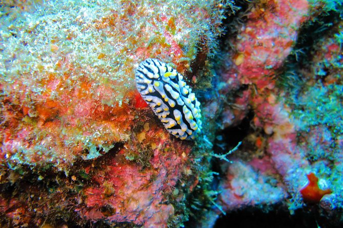 Kauai’s Ultimate Guided Shore Snorkel in South Poipu - Why the eight-person limit matters