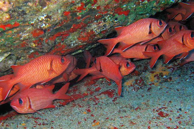 Kauai’s Ultimate Guided Shore Snorkel in South Poipu - Is $119.80 a fair price?