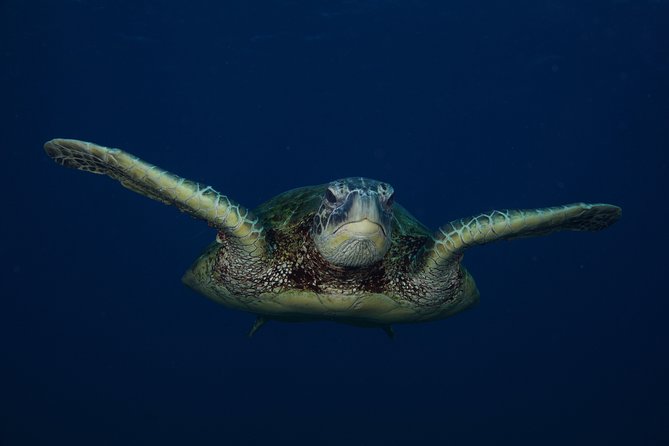 Kauai’s Ultimate Guided Shore Snorkel in South Poipu - The main drawbacks to think about