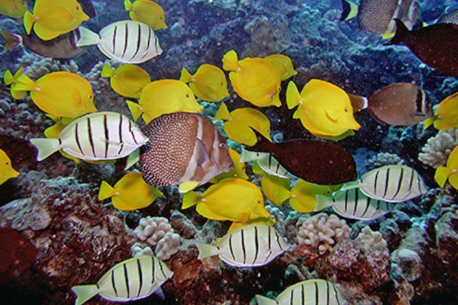 Kauai’s Ultimate Guided Shore Snorkel in South Poipu - Fish, urchins, turtles, and possible monk seals