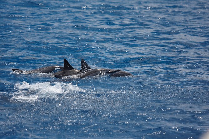 Kawaihae Luxury Snorkel Cruise & Wildlife Watch with Lunch - Key things to know before you book